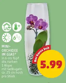 PENNY Mini-orchidee im glas Angebot