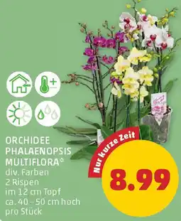PENNY Orchidee phalaenopsis multiflora Angebot