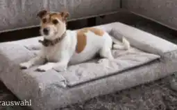 XXXLutz Sedda-Polstermöbel Hundebett Angebot