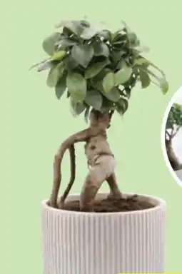 Hofer Bonsai Angebot