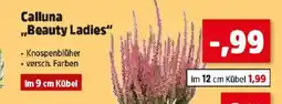 Thomas Philipps Calluna Beauty Ladies Angebot