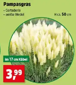 Thomas Philipps Pampasgras Angebot