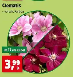 Thomas Philipps Clematis Angebot