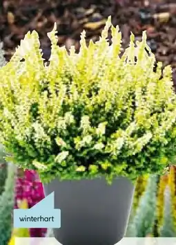 Hellweg Plantiflor Knospenheide Beauty Ladies Angebot