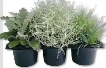 Hellweg Plantiflor Herbstpflanzen Silberner Herbst Angebot