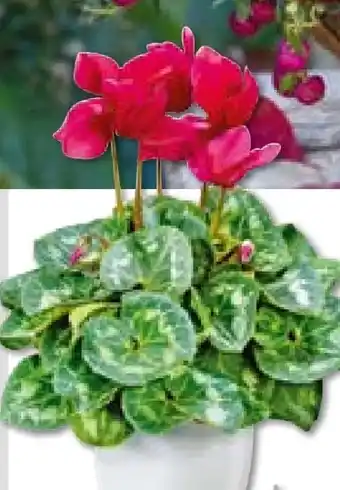 Hellweg Plantiflor Alpenveilchen Angebot