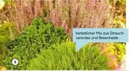 Hellweg Herbsttray Angebot
