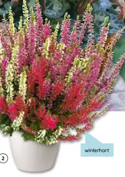 Hellweg Plantiflor Knospenheide Beauty Ladies Trio Angebot