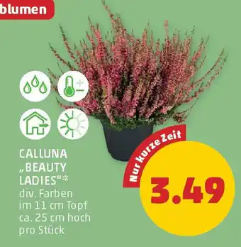 PENNY Calluna beauty ladies Angebot