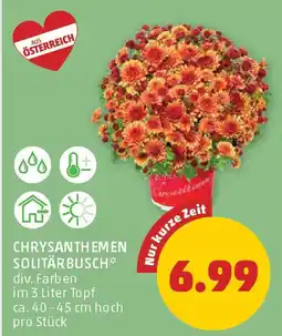 PENNY Chrysanthemen solitärbusch Angebot