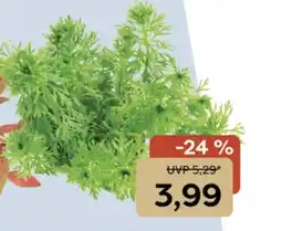 ZOO & Co Kleine Ambulia, Limnophila sessiliflora Angebot