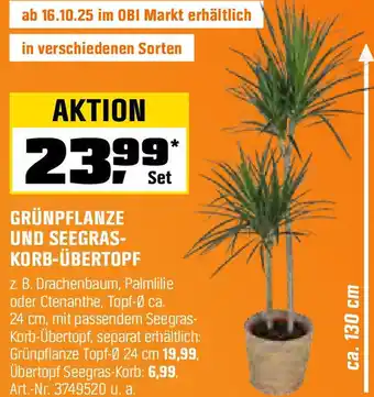 OBI Grünpflanze und seegras- korb-übertopf Angebot