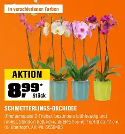OBI Schmetterlings-orchidee Angebot