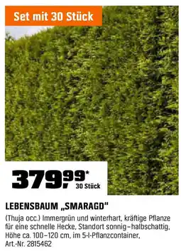 OBI Lebensbaum smaragd Angebot