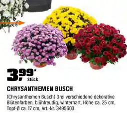 OBI Chrysanthemen busch Angebot