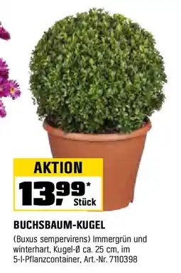OBI Buchsbaum kugel Angebot