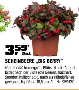 OBI SCHEINBEERE BIG BERRY Angebot