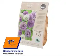 Action Blumenzwiebeln Angebot