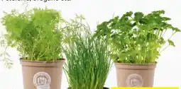 Hofer Zurück zum Ursprung Bio-Kräuter Angebot