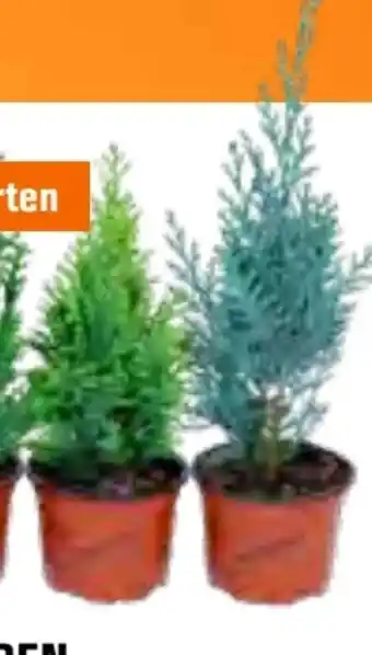 OBI Lebensbäume Angebot