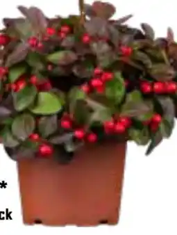 OBI Scheinbeere Big Berry Angebot
