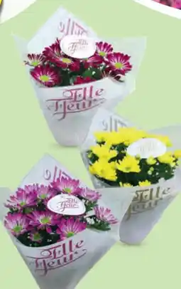 Hofer Chrysanthemen Elle Fleur Angebot