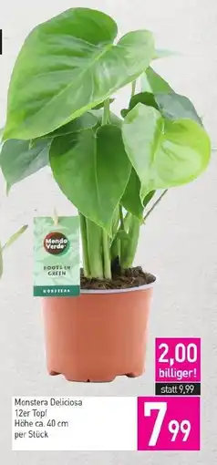 Sutterlüty Monstera Deliciosa 12er Topf Angebot