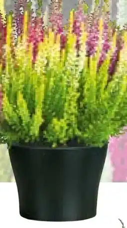 Hellweg Plantiflor Knospenheide Beauty Ladies Trio Angebot
