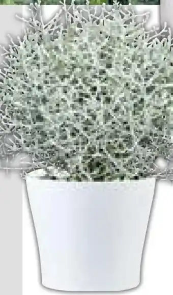 Hellweg Plantiflor Silberkörbchen Angebot