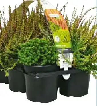Hellweg Plantiflor Herbsttray Angebot