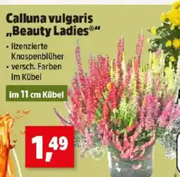Thomas Philipps Calluna vulgaris beauty ladies Angebot
