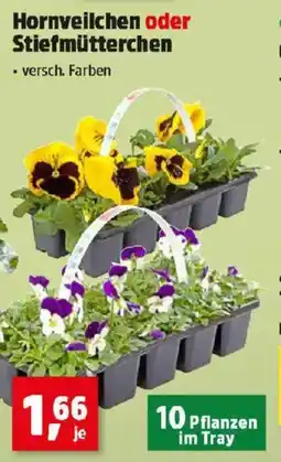 Thomas Philipps Hornveilchen oder stiefmütterchen Angebot