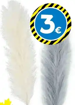 TEDi Pampasgras Angebot