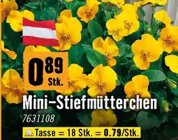 Hornbach Mini-Stiefmütterchen Angebot