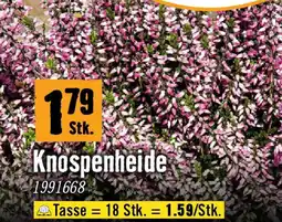 Hornbach Knospenheide Angebot