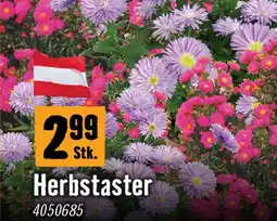Hornbach Herbstaster Angebot