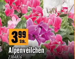 Hornbach Alpenveilchen Angebot