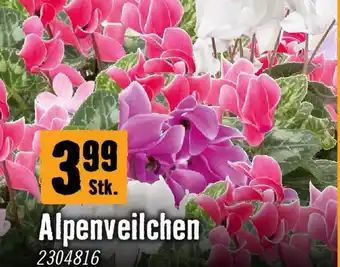 Hornbach Alpenveilchen Angebot