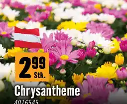 Hornbach Chrysantheme Angebot