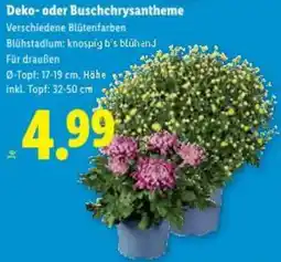 Lidl Deko-oder buschchrysantheme Angebot