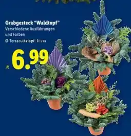 Lidl Grabgesteck Waldtopf Angebot