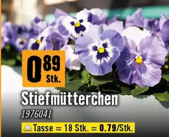 Stiefmütterchen