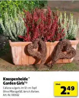 Hagebau Knospenheide garden girls Angebot