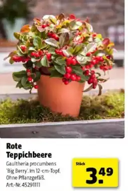 Hagebau Rote Teppichbeere Angebot