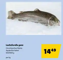 Eurogast Grissemann Lachsforelle ganz Angebot