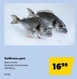 Eurogast Grissemann Goldbrasse ganz Sparus Aurata Aquakultur Griechenland Angebot