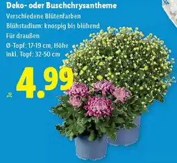 Lidl Deko oder buschchrysantheme Angebot