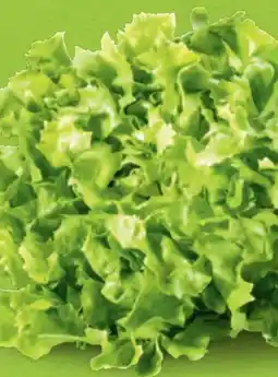 Hofer Hofer Marktplatz Endiviensalat Angebot