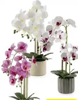 Hofer Home Creation Naturgetreue Orchidee Angebot
