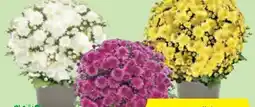 Hofer Chrysanthemen Multiflora Angebot
